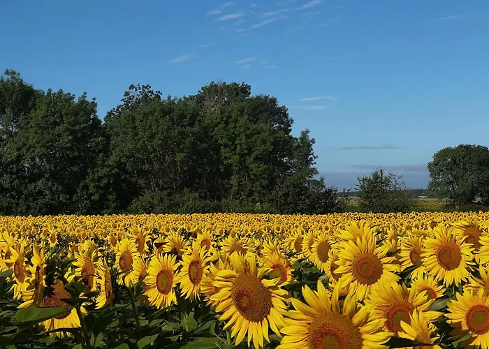 De La Berniere Brulain
